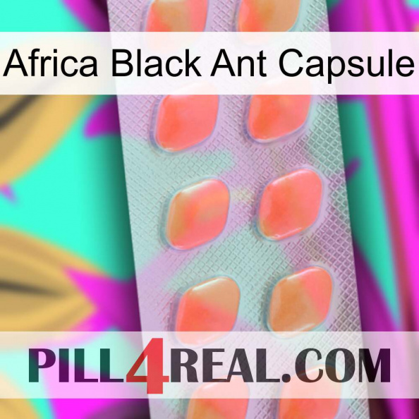 Africa Black Ant Capsule 26